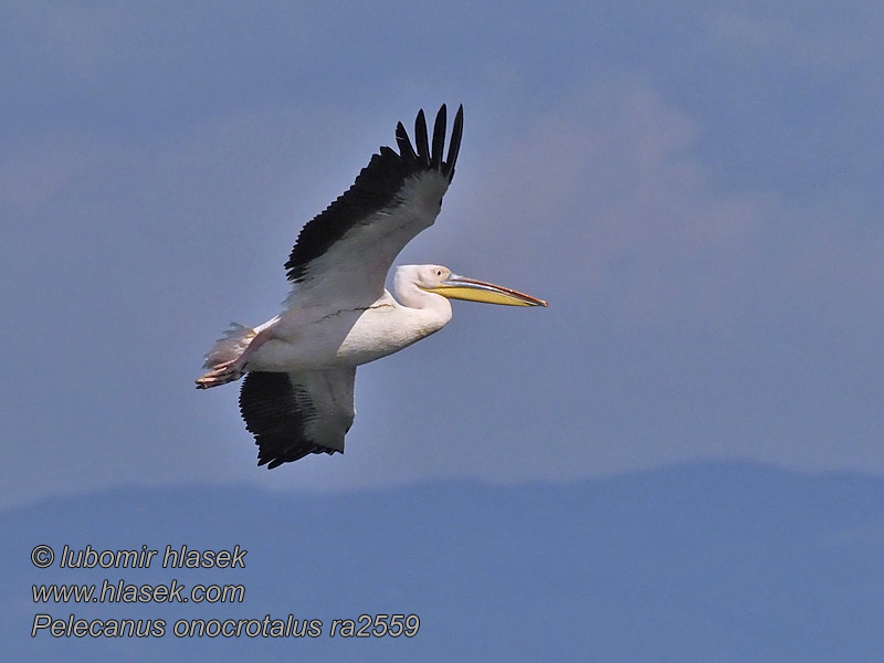 Pelecanus onocrotalus