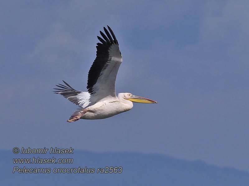 Pelecanus onocrotalus