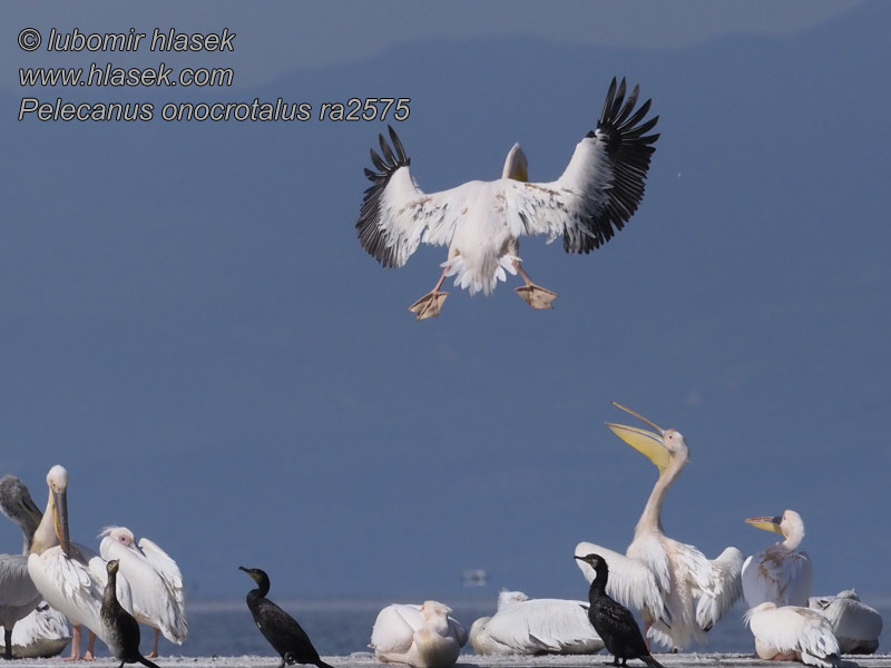 Pelecanus onocrotalus