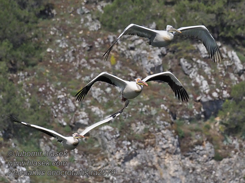 Pelecanus onocrotalus