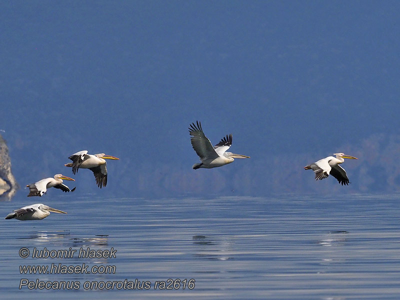 Pelecanus onocrotalus