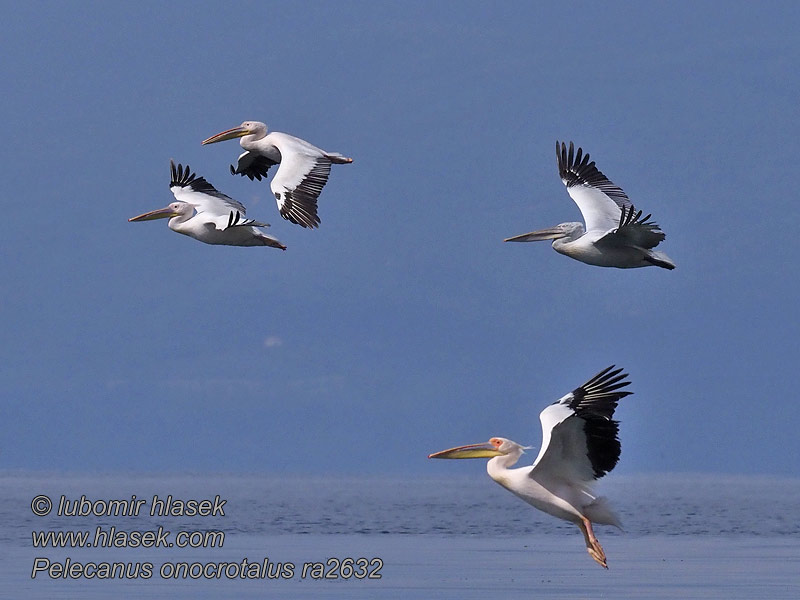 Pelecanus onocrotalus Great White Pelican Pelikán bílý růžový