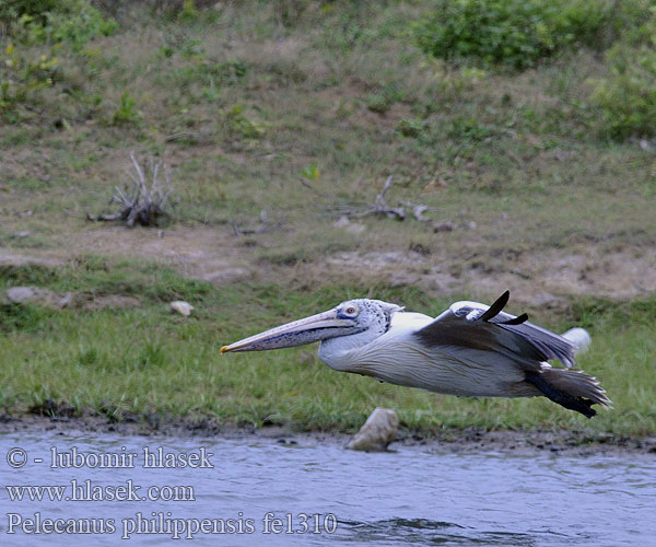 Pelecanus philippensis Spot-billed Pelican Pelikán skvrnozobý Krauskopfpelikan Pelícano Ceñudo Pélican bec tacheté Pellicano riccio ニシハイイロペリカン Кудрявый пелекан Серый Филиппинский 斑嘴鵜鶘 斑嘴鹈鹕 Кучерявий пелікан นกกระทุง Krushuvad pelikan Undan paruh botol Paruh-totol Αργυροπελεκάνος Kodrasti pelikan Pelikán sivý Pelicano-crespo Pelikan indyjski Flekknebbpelikan Krøllpelikan Grijze Pelikaan Kroeskoppelikaan 사다새 Бұйра бірқазан ქოჩორა ვარხვა Hrokkinkani Borzas gödény שקנאי מסולסל Kiharapelikaani Käharpelikan Krøltoppet Pelikan Къдроглав пеликан Qıvrımlələk qutan