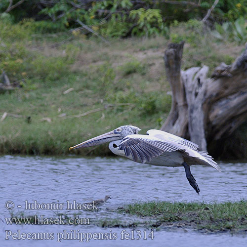 Pelecanus philippensis fe1314