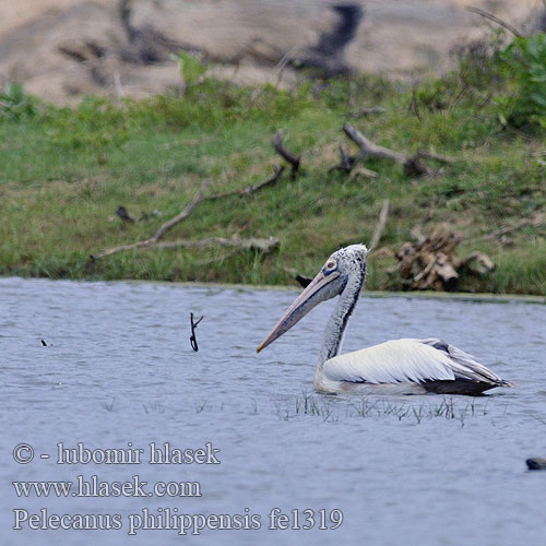 Pelecanus philippensis fe1319