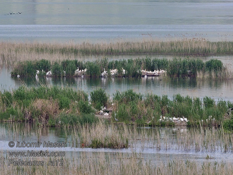 Pelecanus