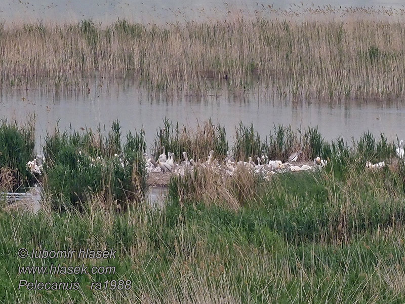 Pelecanus