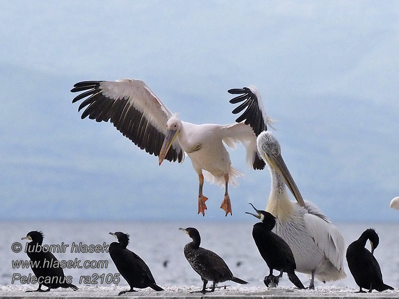 Pelecanus