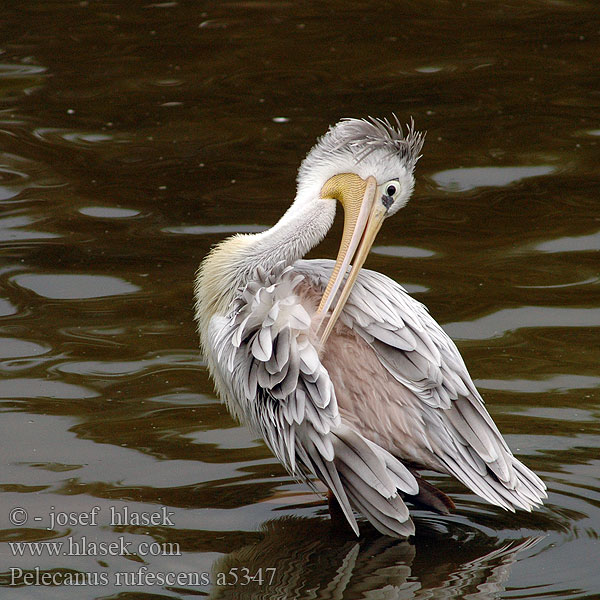 Pelecanus rufescens a5347