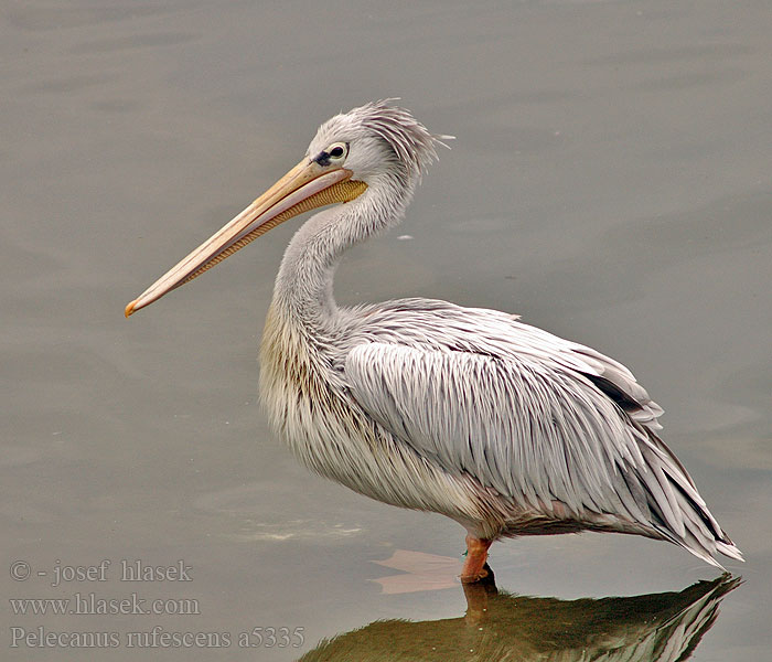 Pelecanus rufescens a5355