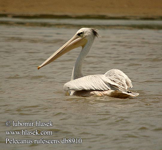 Pelecanus rufescens Pinkbacked Pink-backed Pelican Rødrygget Pelikan afrikanpelikaani Pélican gris Roodrugpelikaan Pellicani rossicci Csapatosan halászó pelikánok Rotelpelikan Pelikan mały Pelikán africký Pelícano Rosado Afrikansk pelikan Kleinpelikaan Kleinpelikaan שקנאי קטן