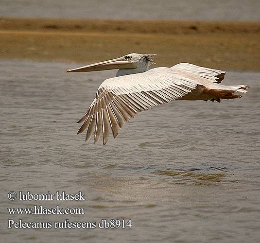 Pelecanus rufescens db8914