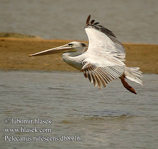 Pelecanus rufescens db8916