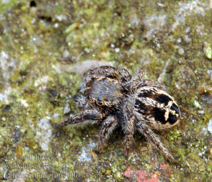 Pelenes tripunctatus Skákavka křížová Kreuzspringspinne