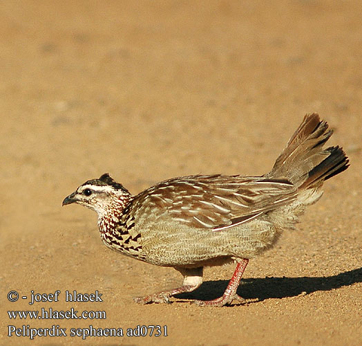 Peliperdix Francolinus sephaena Crested Francolin Viirusiipifrankoliini casqué Bruinkeel frankolijn Francolino crestato Schopffrankolin Kammfrankolin Frankolin czubaty Frankolín chocholatý Tofsfrankolin Dendroperdix rovuma