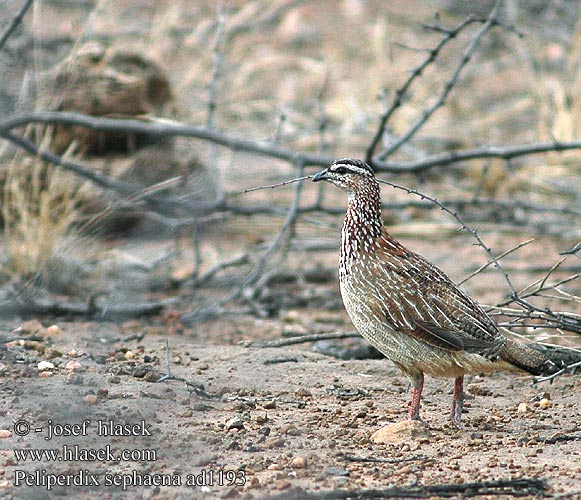 Francolino crestato Schopffrankolin Kammfrankolin Frankolin czubaty Frankolín chocholatý Tofsfrankolin Dendroperdix rovuma Peliperdix Francolinus sephaena Crested Francolin Viirusiipi Frankoliini casqué Bruinkeel frankolijn