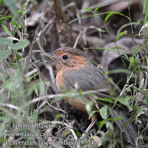 Pellorneum fuscocapillus Brown-capped Babbler Timálie hnědohlavá Braunkappen-Erdtimalie Tordina Coroniparda Akalat calotte brune Garrulo capobruno セイロンジチメドリ Bruinkap-jungletimalia dżunglak cynamonowy Sri Lanka-drosseltimalie