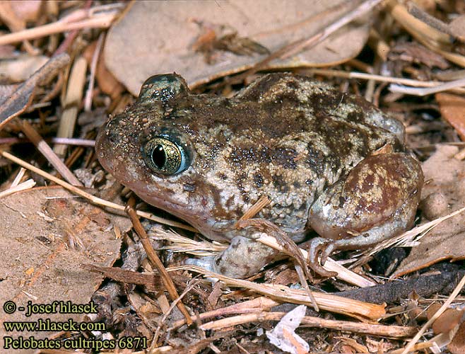 Pelobates cultripes 6871 UK: Western Spadefoot FI: veitsijalkasammakko SK: hrabavka ostronohá CZ: blatnice ES: sapo de espuelas