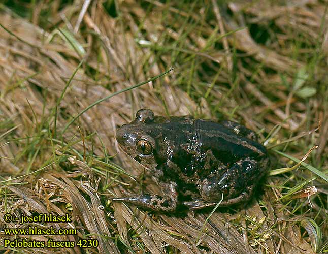 Pelobates fuscus Common Spadefoot Løgfrø kaivajasammakko