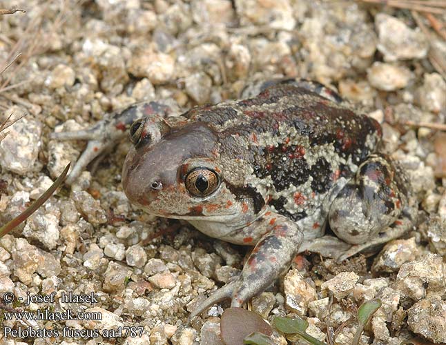 Pelobates fuscus Cornalia barna ásóbéka Knoblauchkröte