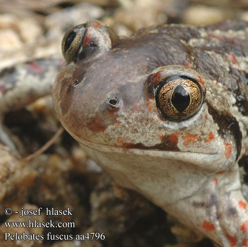 Pelobates fuscus Cornalia barna ásóbéka Knoblauchkröte