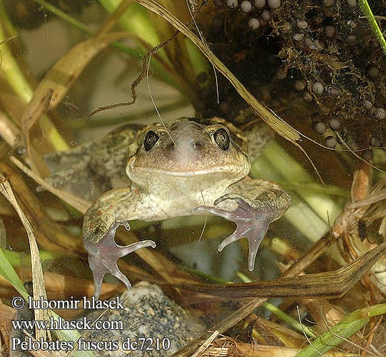 Pelobates fuscus Sapo espuelas pardo lökgroda