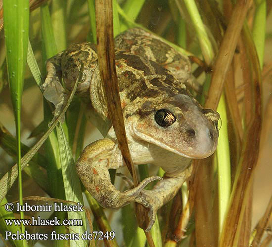 Pelobates fuscus pardo lökgroda чесночница