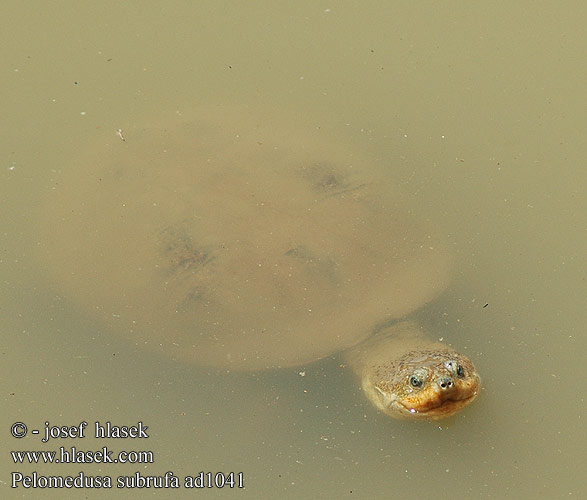 Pelomedusa subrufa African Helmeted Turtle Pelomeduse skildpadde Péloméduse roussâtre Afrikaanse moerasschildpad Tartaruga elmetto Merevmellű sisakteknős Pelomedusenschildkröte Żółw hełmogłowy Tereka africká Tortuga Cuello Oculto Africana Африканская пеломедуза