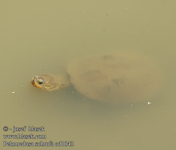 Péloméduse roussâtre Afrikaanse moerasschildpad Tartaruga elmetto Merevmellű sisakteknős Pelomedusenschildkröte Żółw hełmogłowy Tereka africká Tortuga Cuello Oculto Africana Африканская пеломедуза Pelomedusa subrufa African Helmeted Turtle Pelomeduse skildpadde