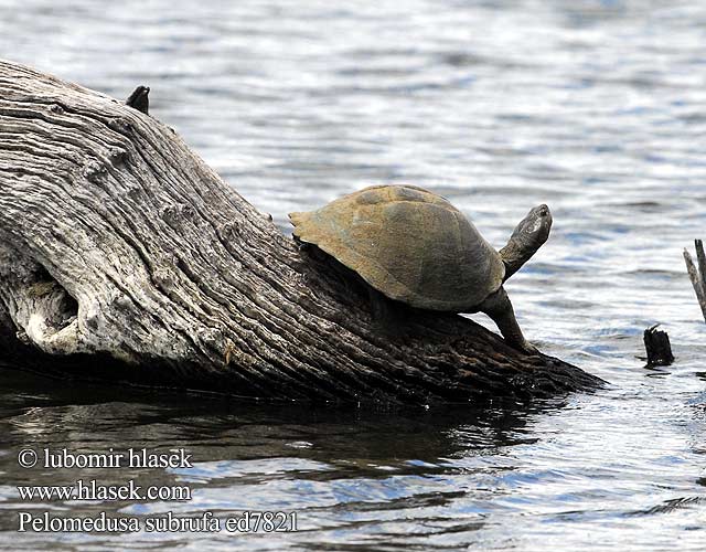 Tereka africká Tortuga Cuello Oculto Africana Африканская пеломедуза Pelomedusa subrufa African Helmeted Turtle Pelomeduse skildpadde Péloméduse roussâtre Afrikaanse moerasschildpad Tartaruga elmetto Merevmellű sisakteknős Pelomedusenschildkröte Żółw hełmogłowy