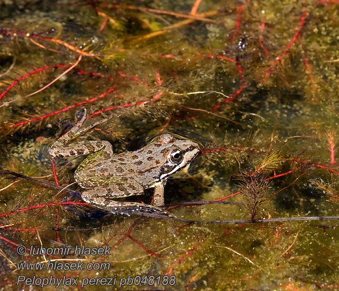 Pelophylax perezi Perez's frog Skokan Perézův Iberischer Wasserfrosch