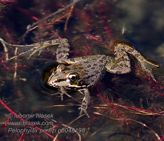 Pelophylax perezi Пиренейская лягушка Żaba pirenejska Iberische meerkikker