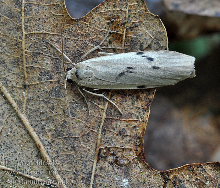 Pelosia muscerda Dotted Footman Braungrauer Flechtenbär