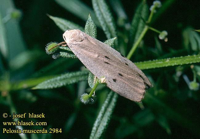 Pelosia muscerda