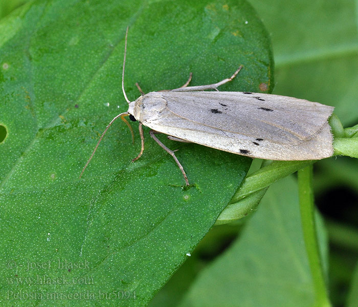 Pelosia muscerda Dotted Footman Braungrauer Flechtenbär