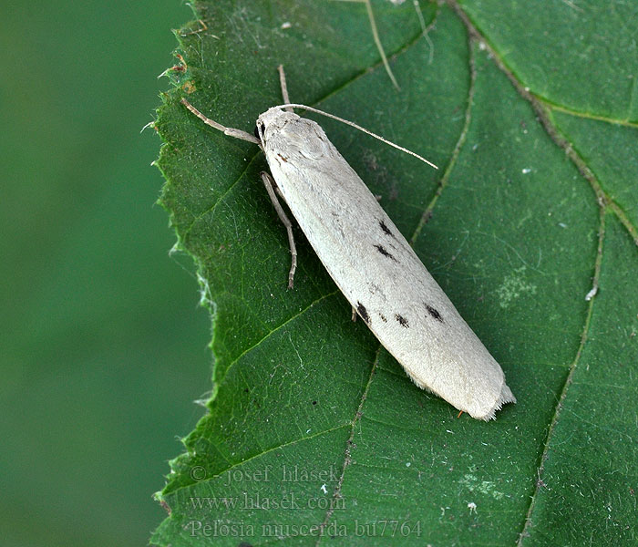 Pelosia muscerda Musegrå lavspinder Pistesiipi Lithosie muscerde