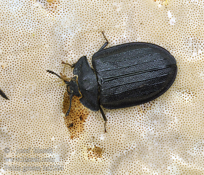 Peltis grossa Zimioma Kornatec velký Große-Flachkäfer