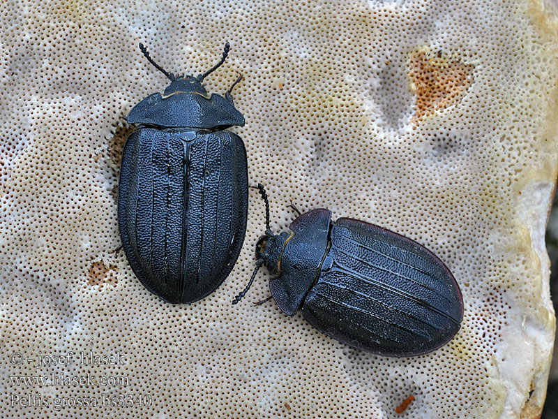 Peltis grossa Zimioma Große-Flachkäfer