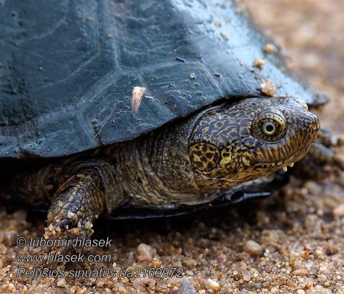 Pelusios sinuatus Serrated hinged terrapin