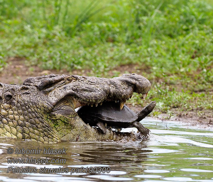 Serrated hinged terrapin Pelusios sinuatus