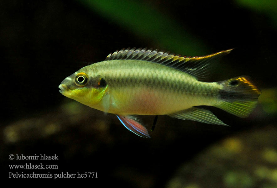 Pelvicachromis pulcher Barwniak czerwonobrzuchy Крибензис Pestřenec červený Purpurprachtbarsch Pelmato Meggyhasú sügér Kersenbuik Palettciklide Kribensis Цихлида-попугай Ostriežik purpurový Palettikala Palettciklid