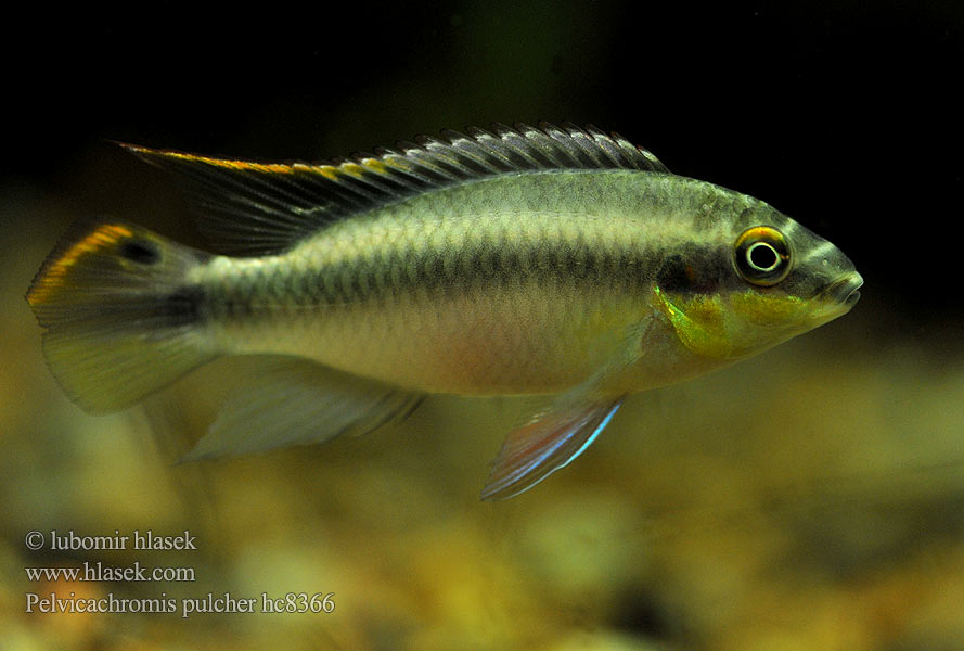 Pelvicachromis pulcher hc8366
