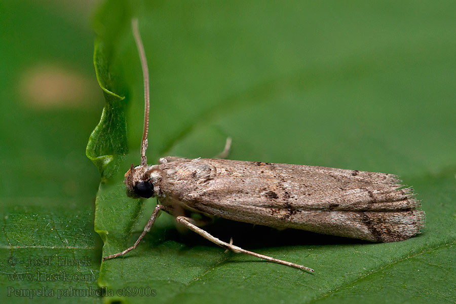 Pempelia palumbella