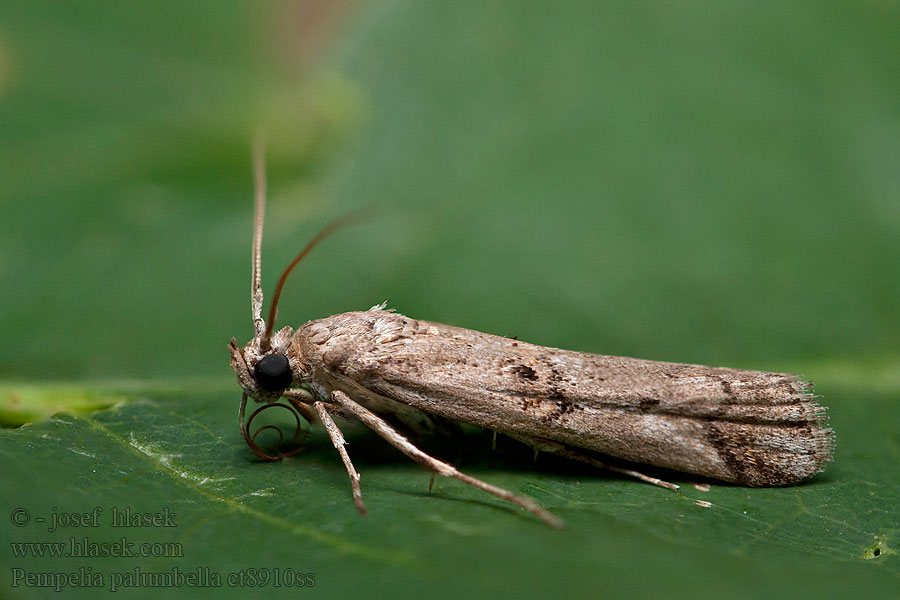 Pempelia palumbella