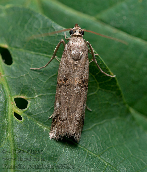 Kanervakoisa Jungfrulinmott Pempelia palumbella