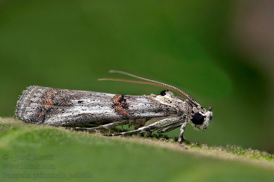 Pempelia palumbella