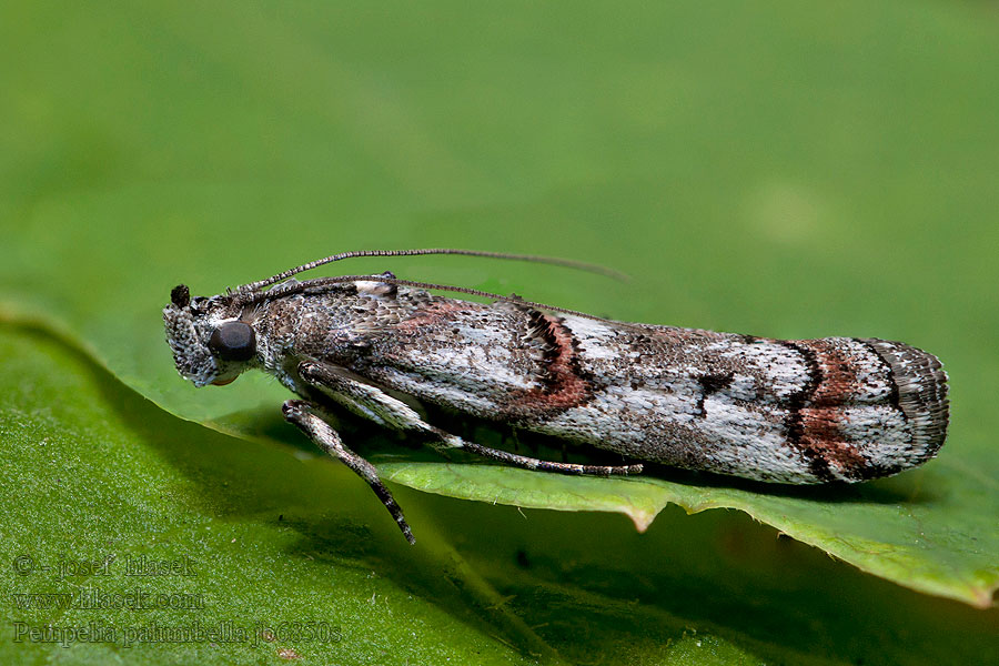 Pempelia palumbella