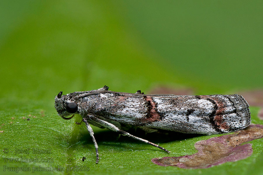 Pempelia palumbella