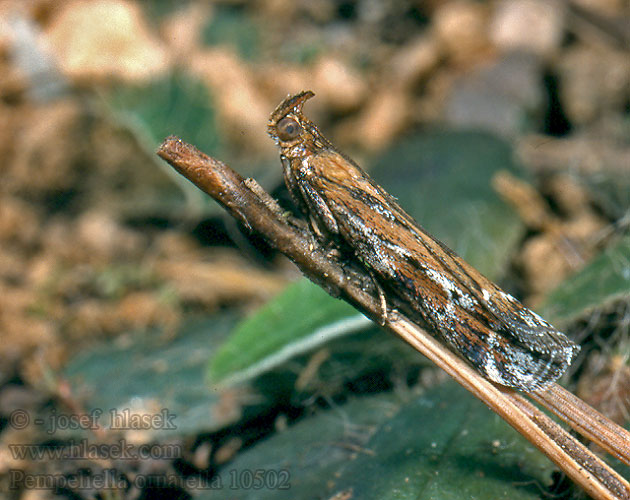 Vijačka ozdobná Tijmlichtmot Pempeliella ornatella