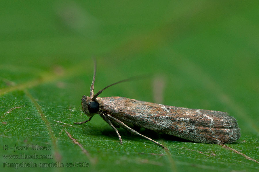 Pempeliella ornatella Vijačka ozdobná Tijmlichtmot